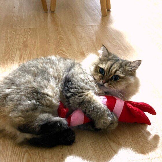 けりけりするペルシャのぽこくん