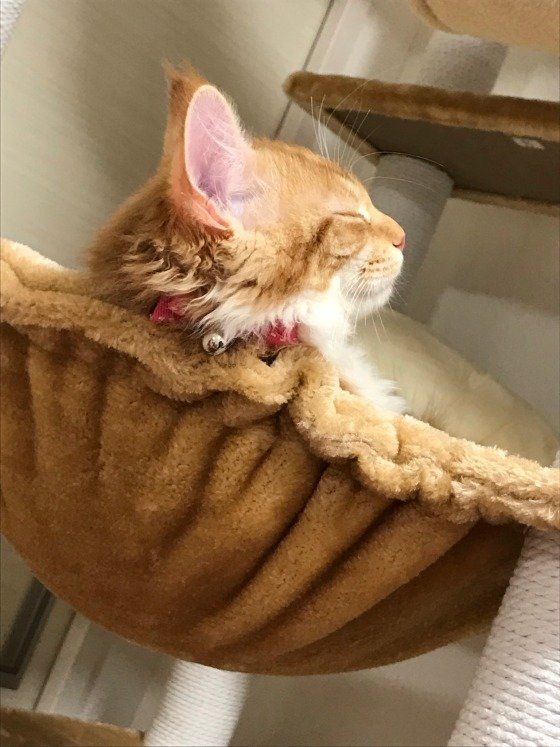 メインクーンのルナちゃん、キャットタワーでお休み中♪