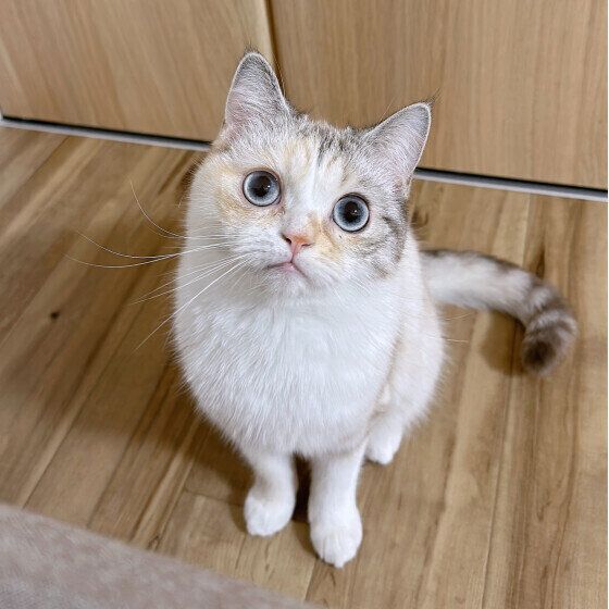 おやつを待つ藤ちゃん