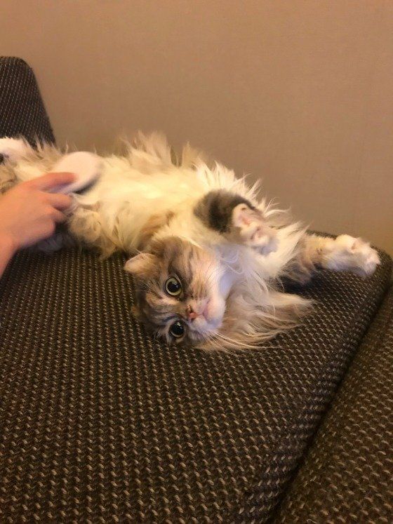 ブラッシングをしてもらうマンチカール