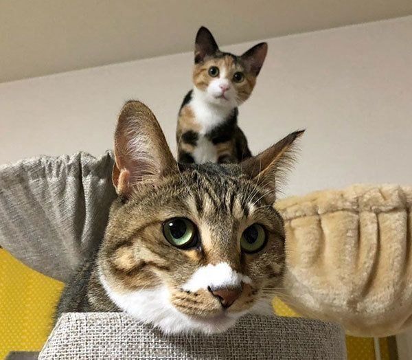 見つめるミーちゃんとフーちゃん