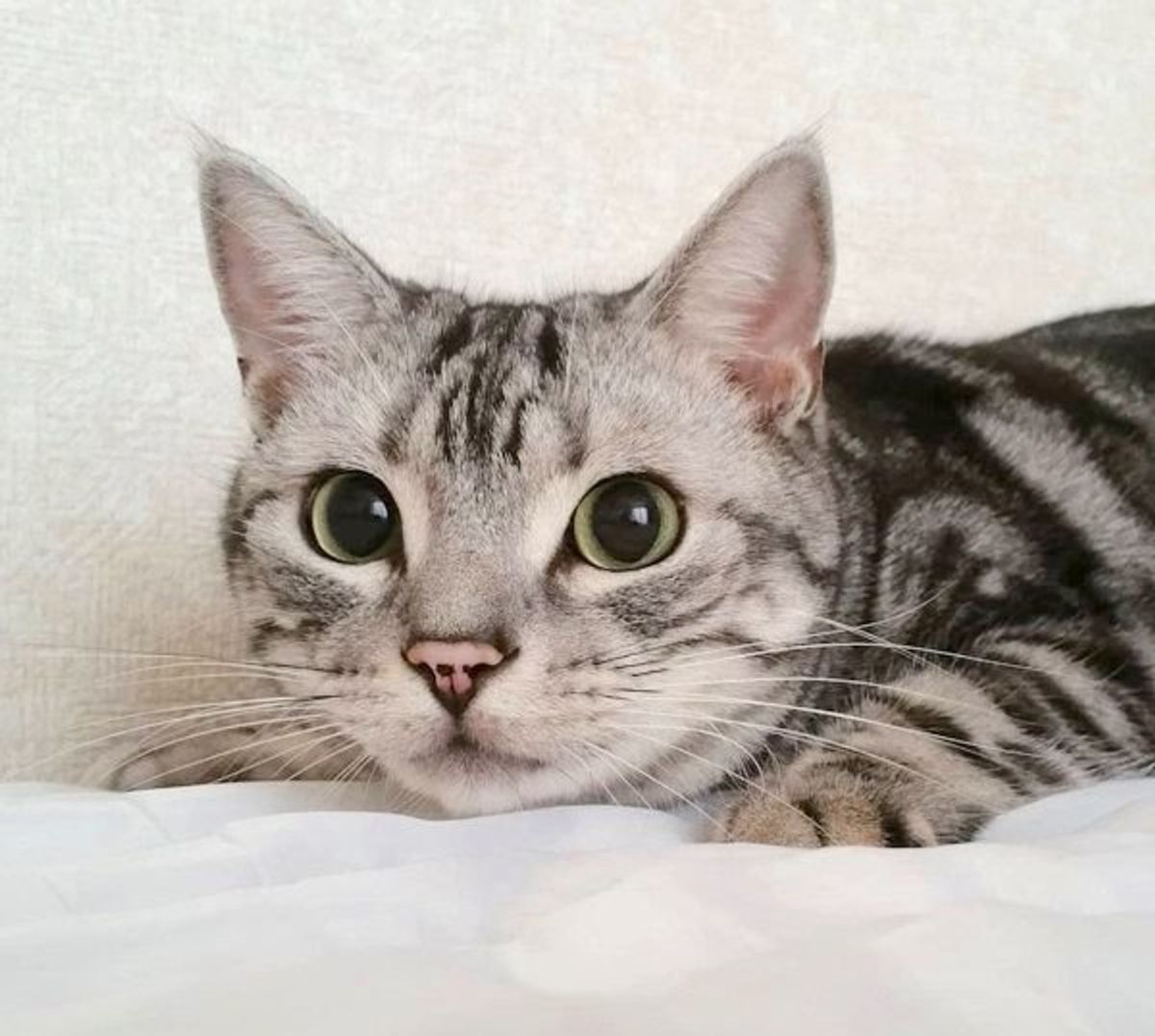 ドアの陰から ニャンコのおやつ催促がおもしろかわいいと話題 ねこのきもちweb Magazine ドアの陰から ニャンコのおやつ催促がおもしろかわいいと話題 ねこのきもちweb Magazine