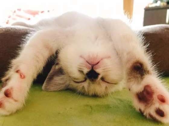 バンザイをするキジトラ