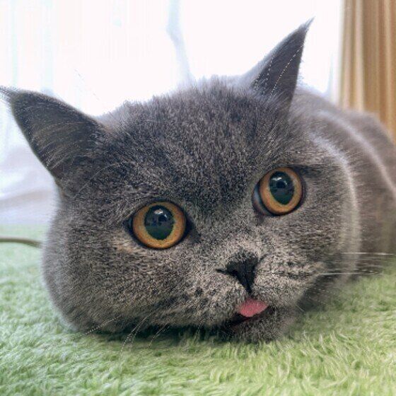 さくらちゃんとカーペット