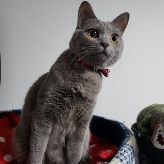 音のするほうを見るりんちゃん（MIX）