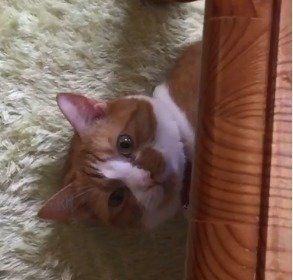 見つめるきなこちゃん