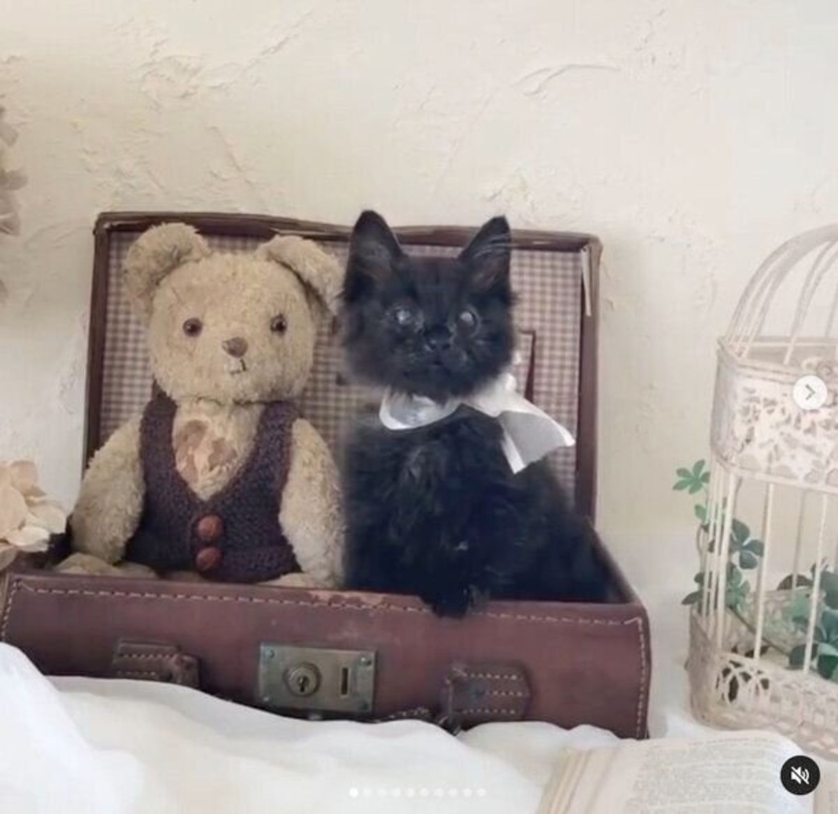 道端にボロボロの状態でいた子猫 両目失明の可能性も 奇跡的な回復を見せ 新たな猫生を歩む現在の姿 ねこのきもちweb Magazine 道端にボロボロの状態でいた子猫 両目失明の可能性も 奇跡的な回復を見せ 新たな猫生を歩む現在の姿 ねこのきもちweb Magazine