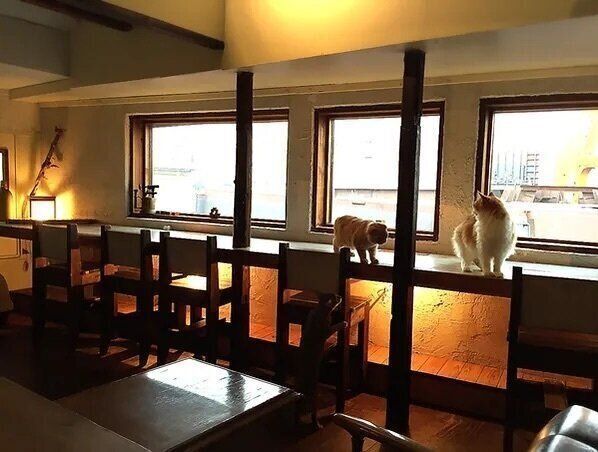 店内で自由に遊ぶ猫たち