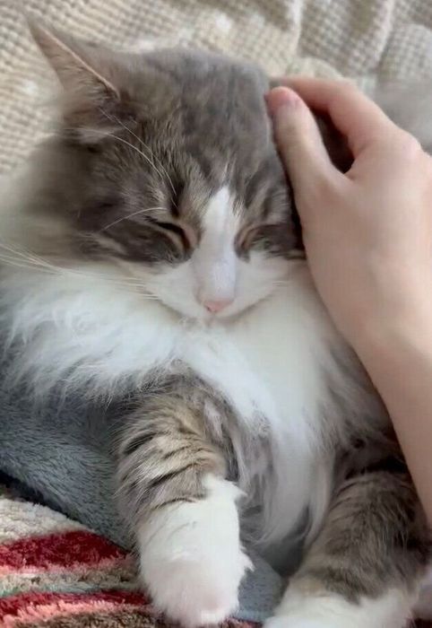 飼い主さんに甘えるクレくん