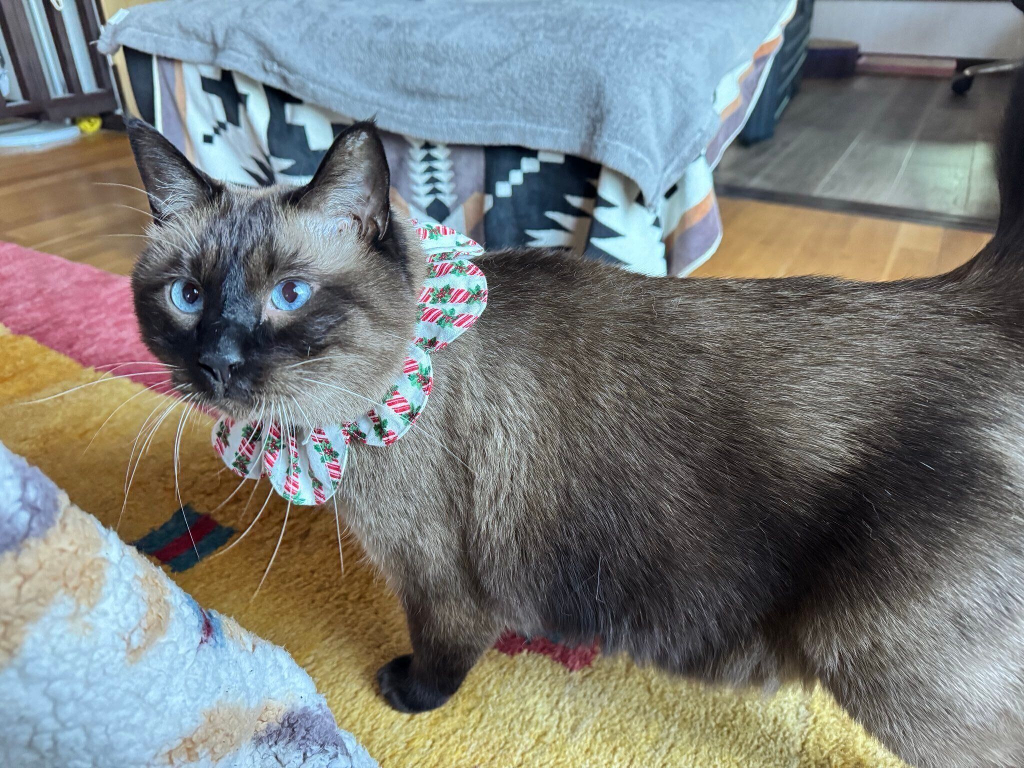 勤務先にこっそり入ってきたスリムな猫を保護→4年で毛色が濃くなり