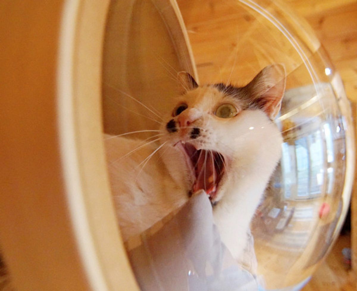 愛猫にシュールなアテレコ じわじわくる激かわ写真に悩殺されちゃう ねこのきもちweb Magazine 愛猫にシュールなアテレコ じわじわくる激かわ写真に悩殺されちゃう ねこのきもちweb Magazine