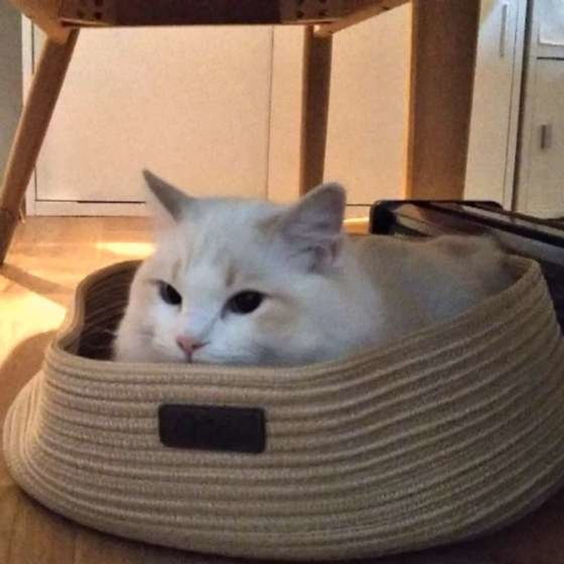 ぬいぐるみ級のかわいさ ラグドールの魅力に迫る ねこのきもちweb Magazine ぬいぐるみ級のかわいさ ラグドールの魅力に迫る ねこのきもちweb Magazine