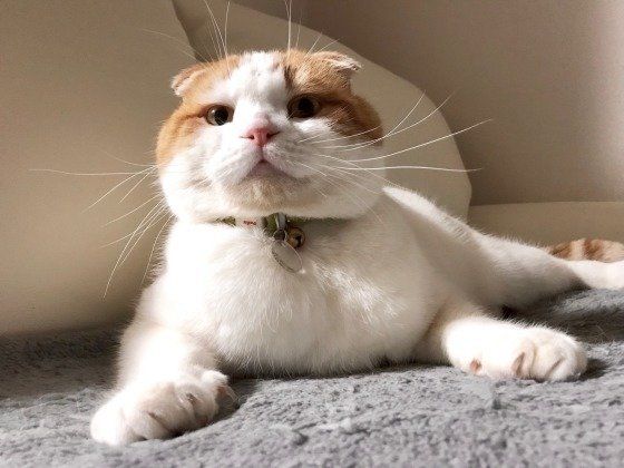 スコティッシュフォールド