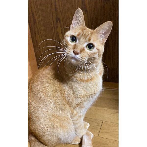 見つめるつぶちゃん