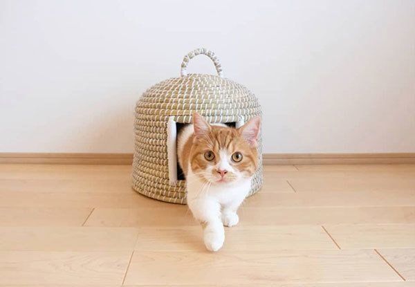 見つめるぱんだくん