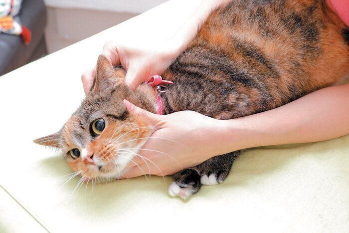 耳の付け根を軽くもむ