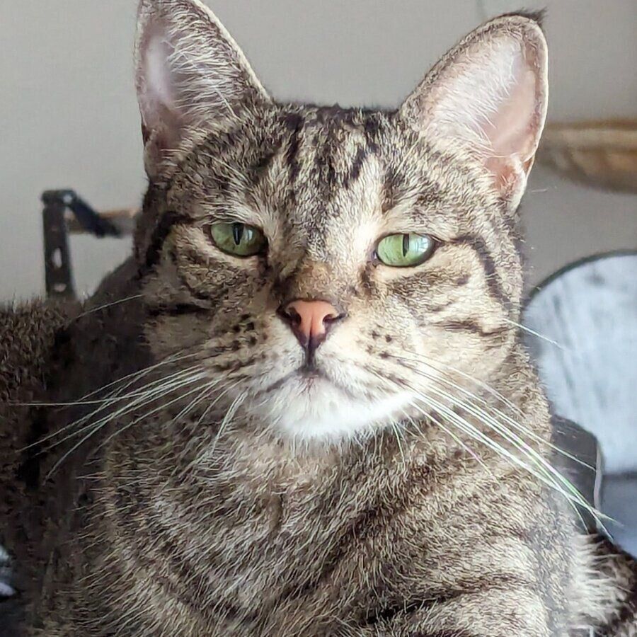 カメラを見つめるめかぶくん