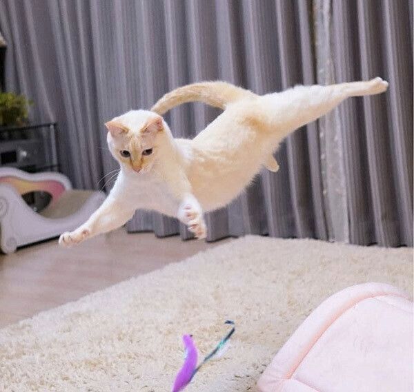 華麗に宙を舞うチャコたん