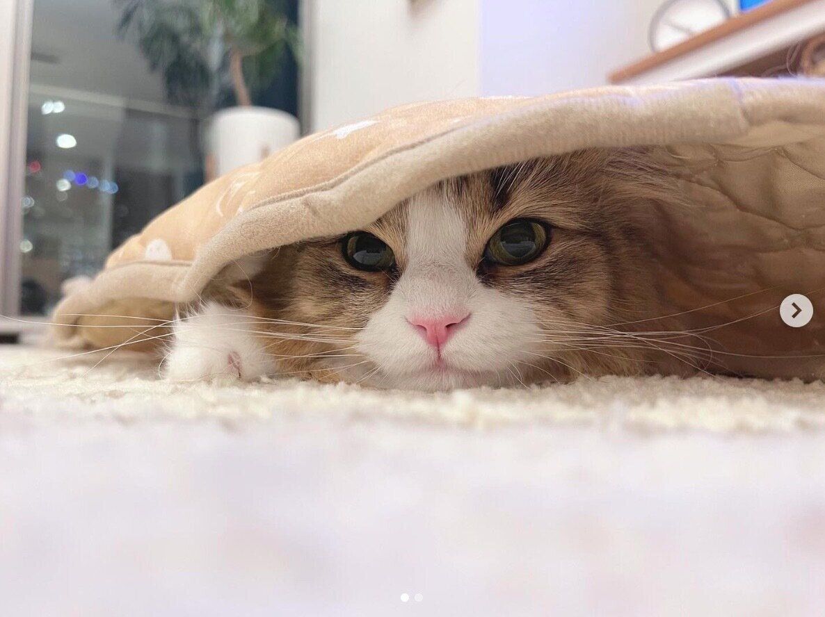 こたつに潜るメルくん