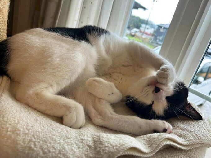 リラックスした様子のこんぶちゃん　にっこりとした表情がかわいい