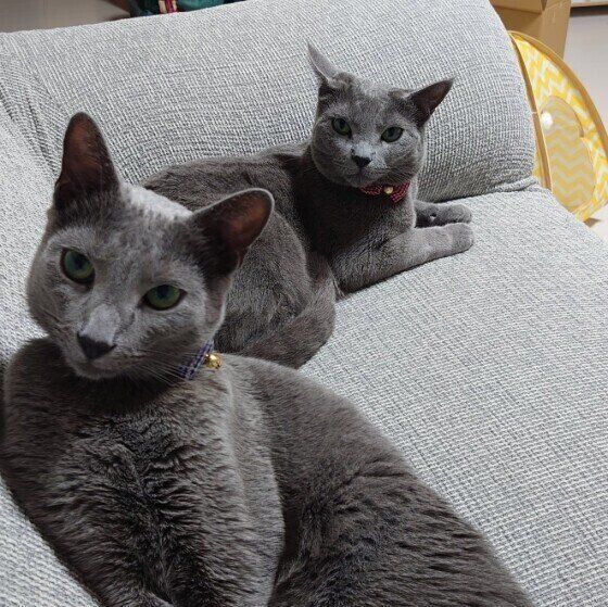 ソファでくつろぐロシアンブルー