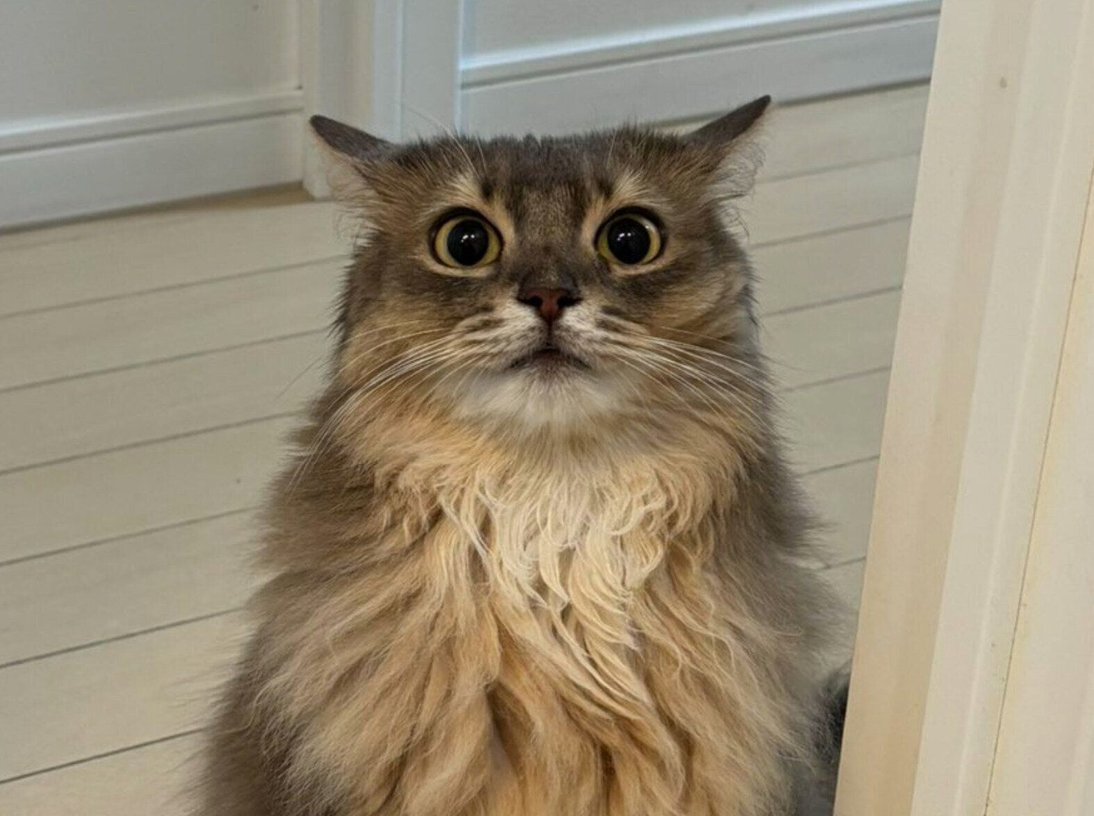 飼い主さんの様子を見に来たこはくちゃん