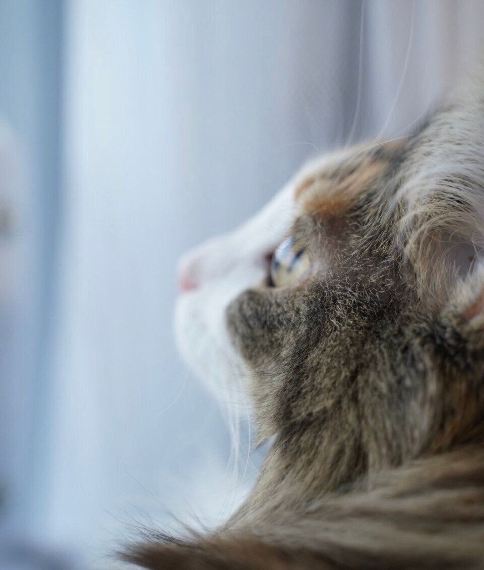 外を見つめるあんみつちゃん