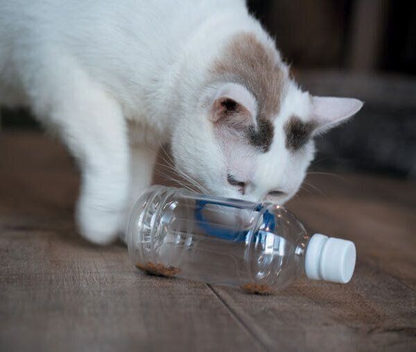 おもちゃで遊ぶ猫