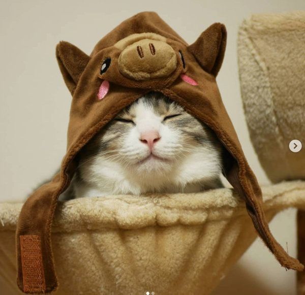 かぶりものをかぶる猫