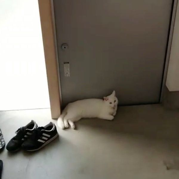くつろぐ猫