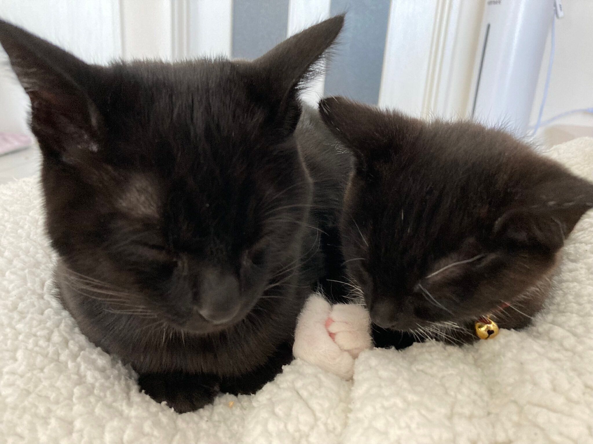 くっついて眠るシャチちゃん、モカくん