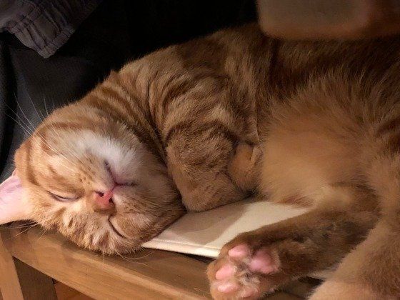 眠るマンチカン