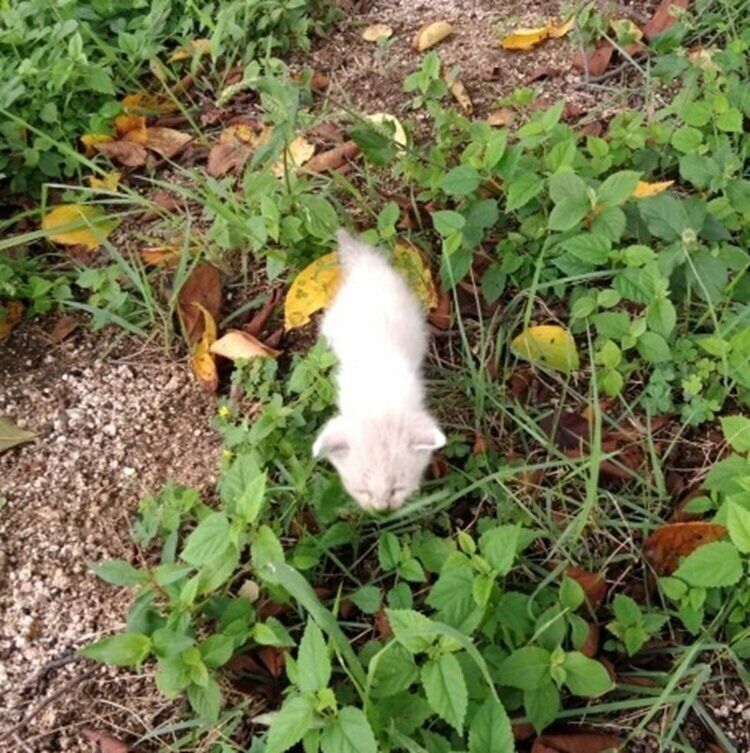 保護したときのあたりちゃん