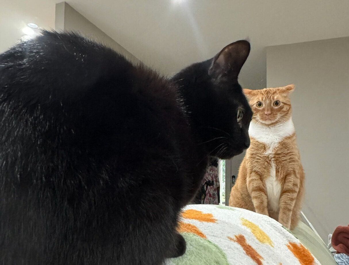 先住猫しじみちゃんときなこくん