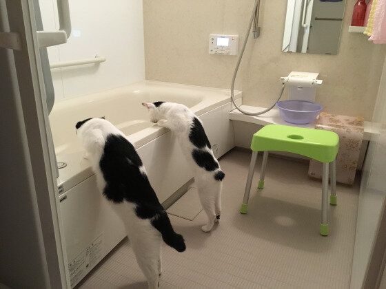 湯船を覗く猫