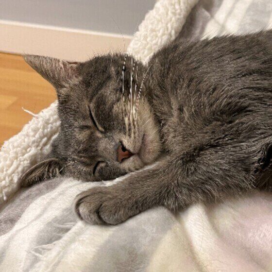 見つめるサバトラ