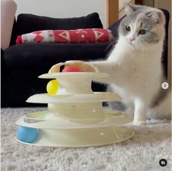 遊んでいる姿がかわいすぎ Snsで話題のスリコ キャットボールトイ ねこのきもちweb Magazine