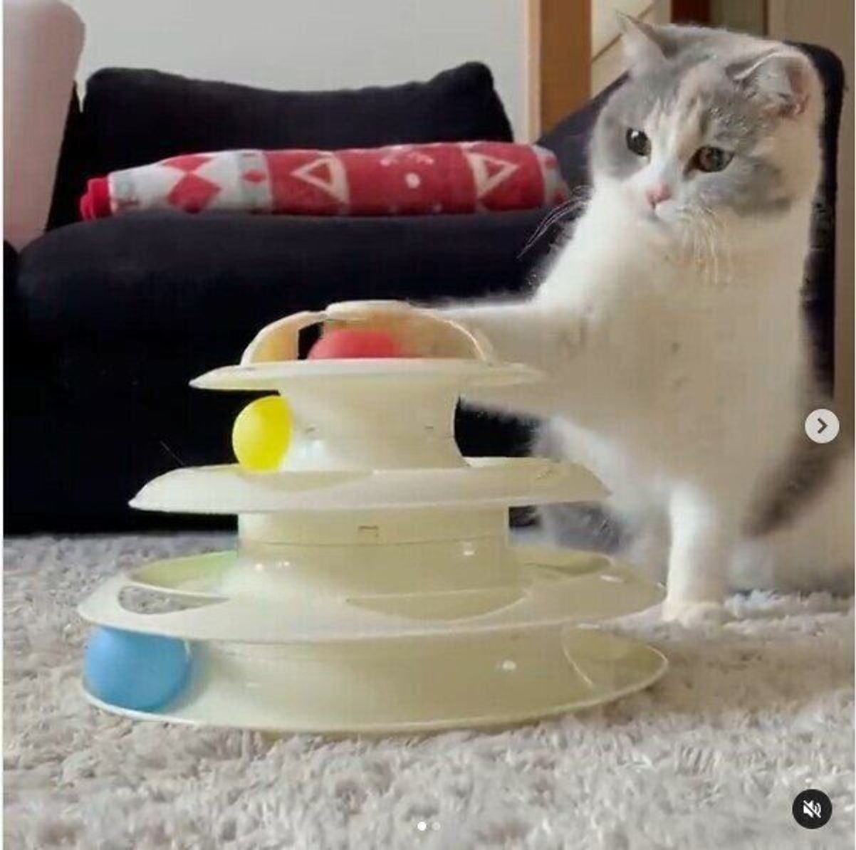 遊んでいる姿がかわいすぎ Snsで話題のスリコ キャットボールトイ ねこのきもちweb Magazine 遊んでいる姿がかわいすぎ Snsで話題のスリコ キャットボールトイ ねこのきもちweb Magazine