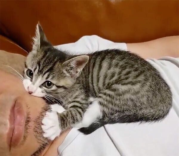 飼い主さんに甘噛みするノアちゃん