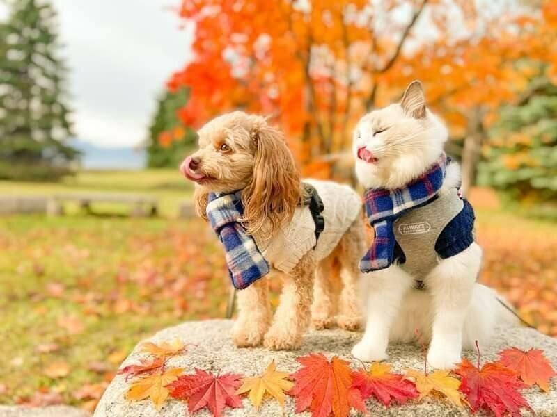 秋のパルフェくんとのえるくん