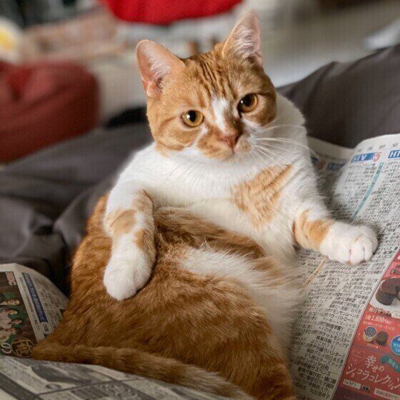 新聞の上に座るスコティッシュフォールド