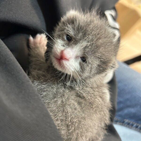 飼い主さんに抱かれるラテちゃん
