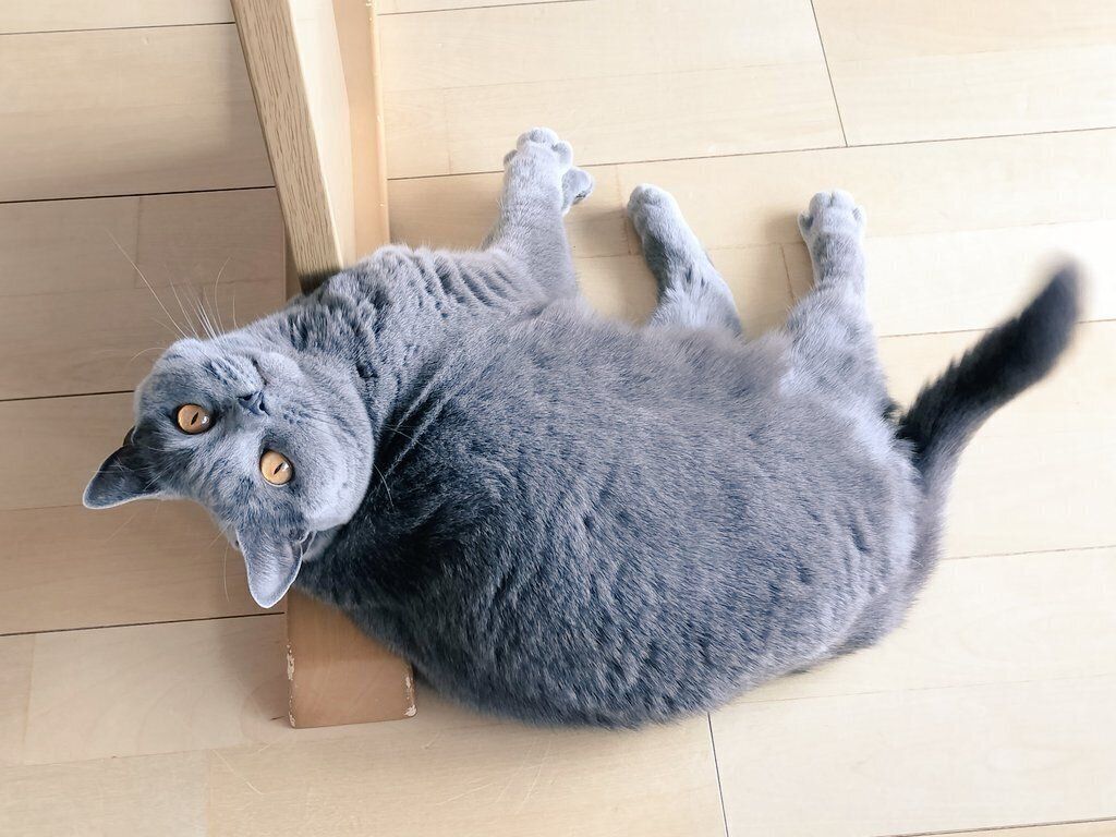 見つめるハラミちゃん