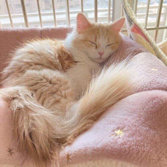 お昼寝中のマンチカンのねこちゃん