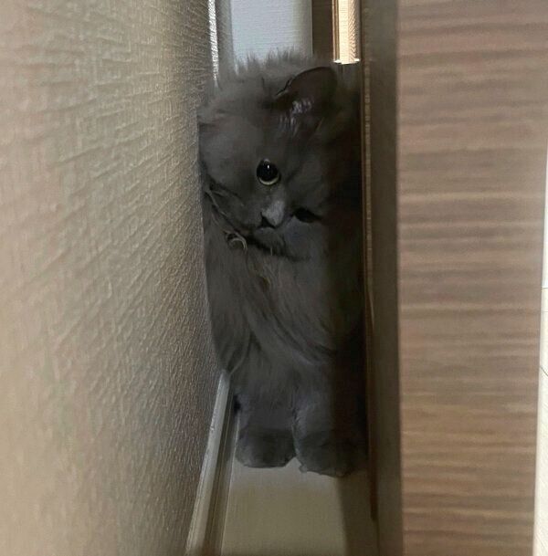 隙間に入る勘吉さん