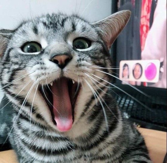 口を開けるアメリカンショートヘア