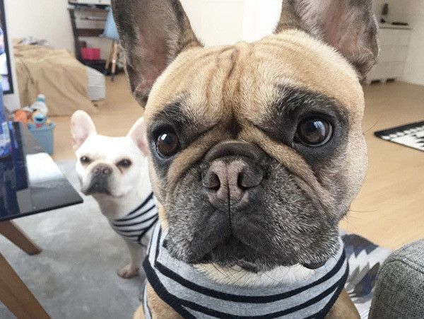 見つめるフレンチ・ブルドッグ