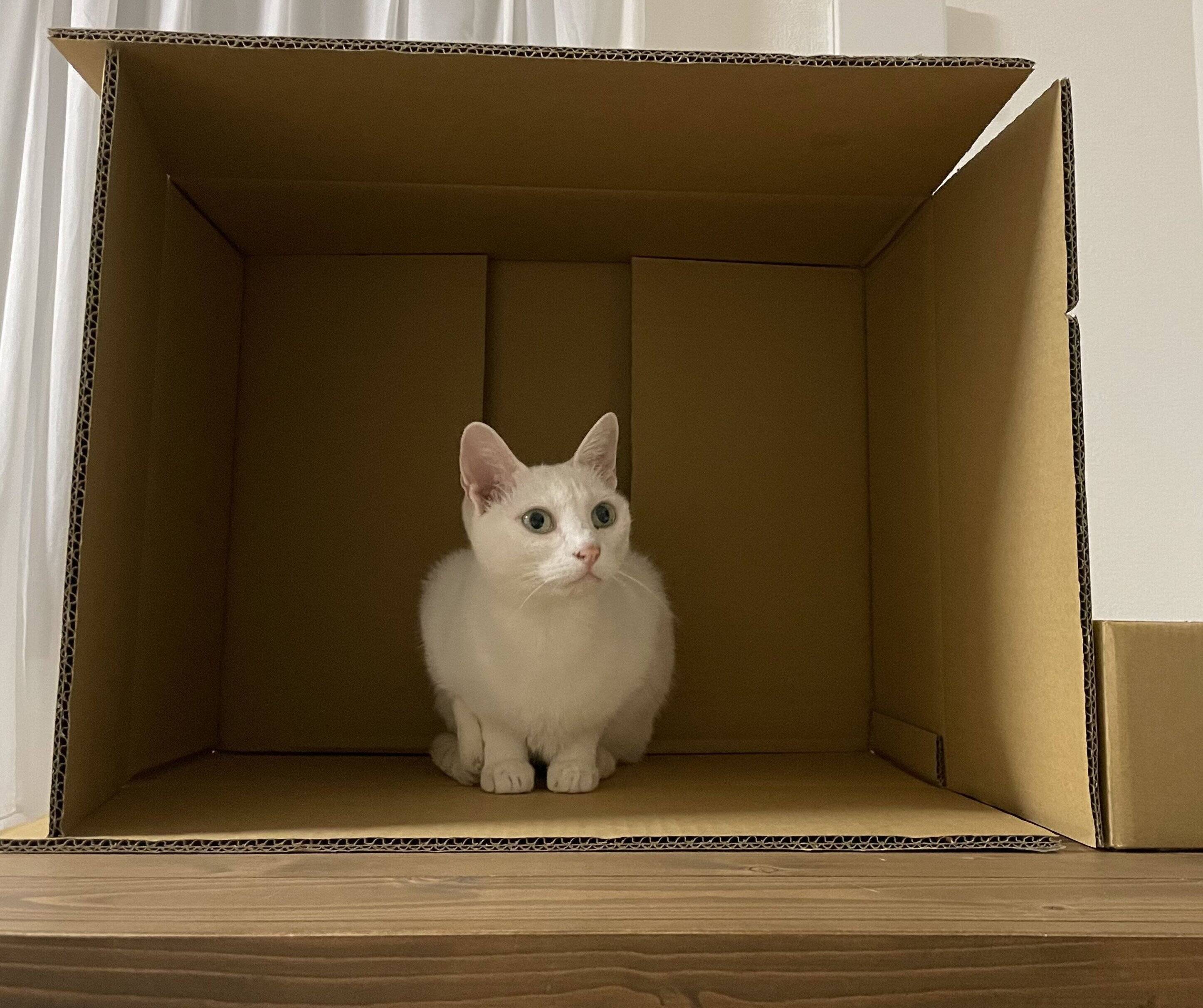 ダンボール箱に入るおたまちゃん