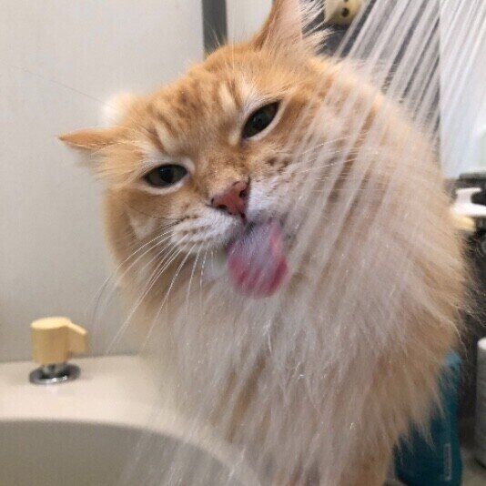 シャワーでお湯を飲む茶トラ