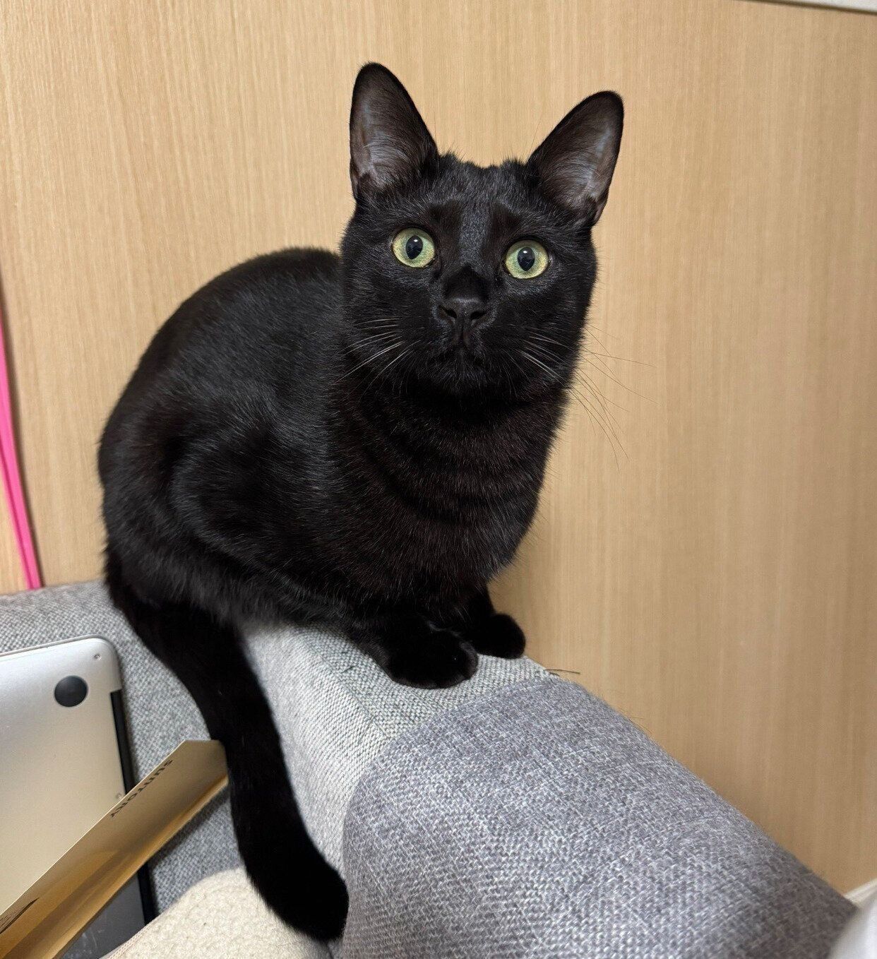 見つめるもんがくん